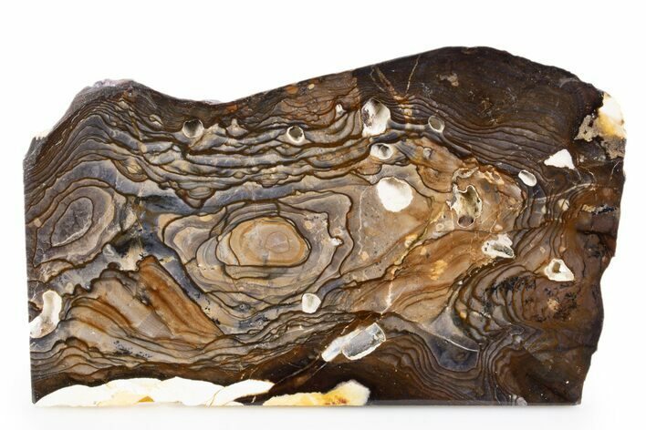 Polished Biggs Jasper Slab - Oregon #302913